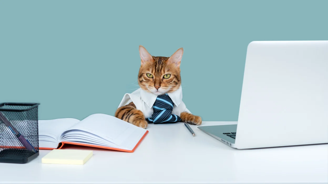 research_computer_cat