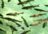 Loewenfels-Tag-der-Fische2
